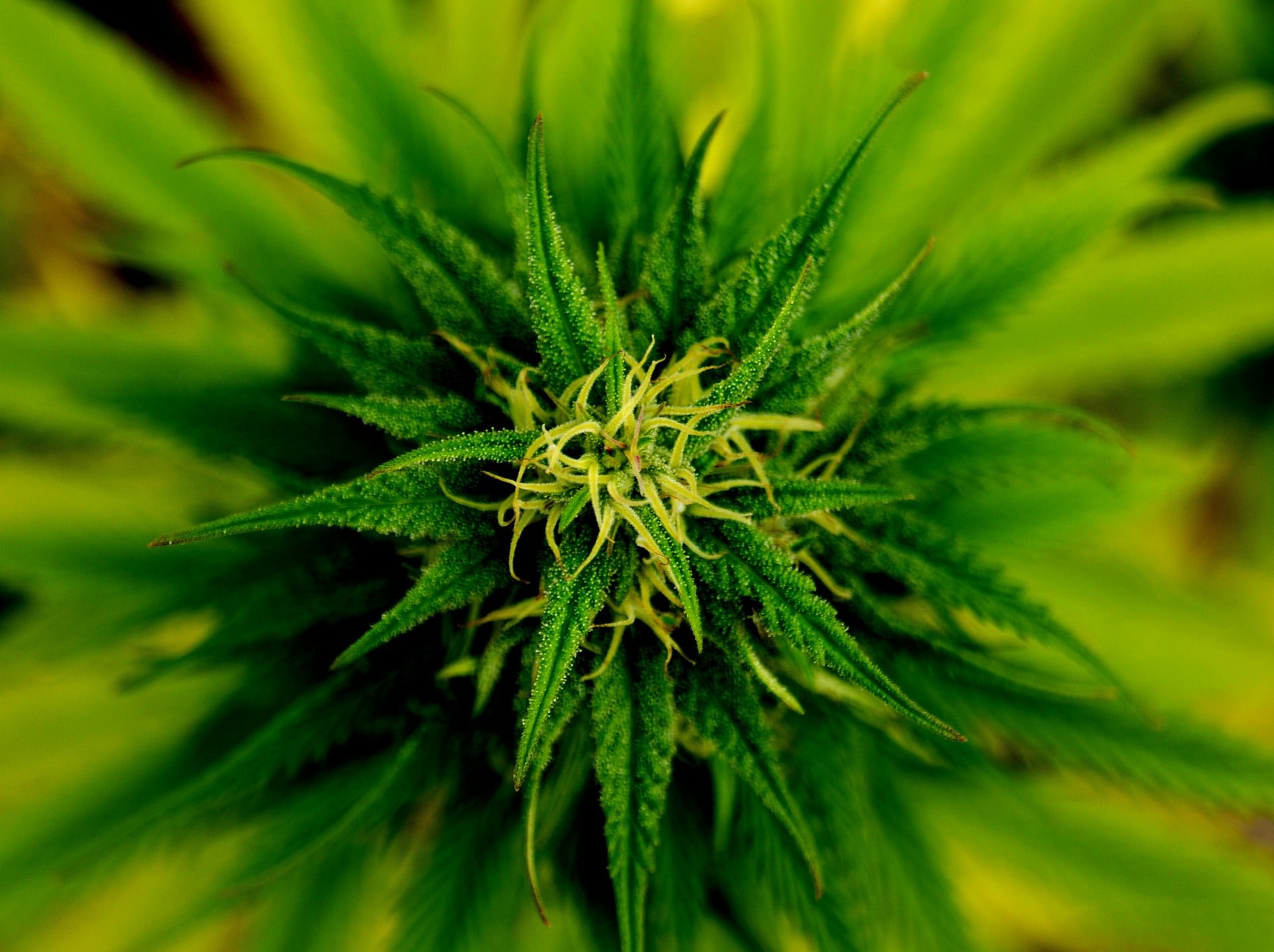 Cannabis Dispensary In Oxnard